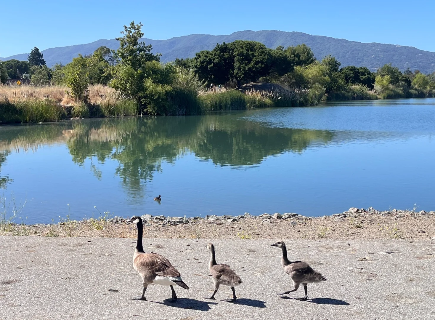 Los Gatos: The Ultimate Trail for Bay Area Marathon Training