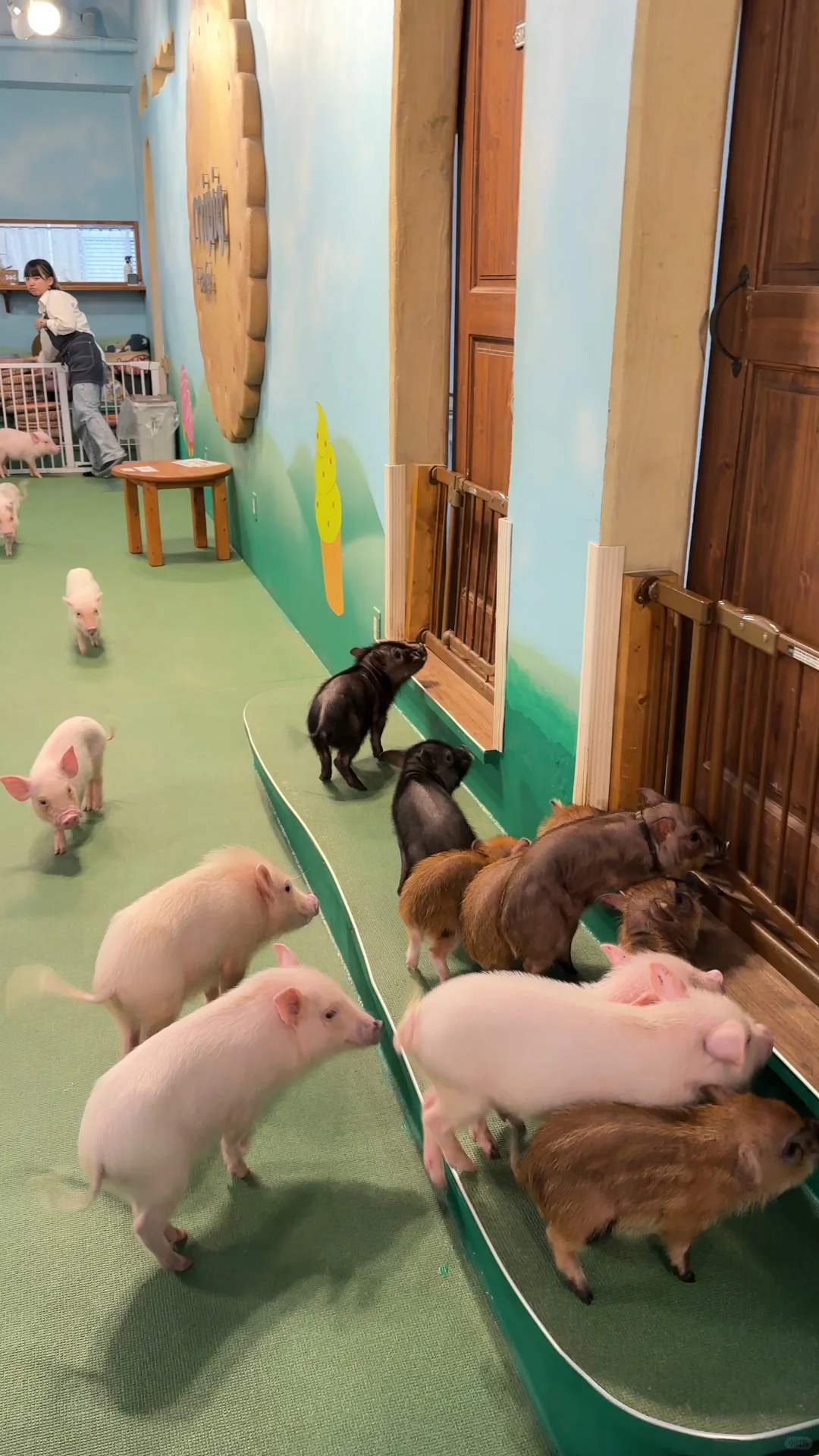 Osaka's Adorable Pig Café