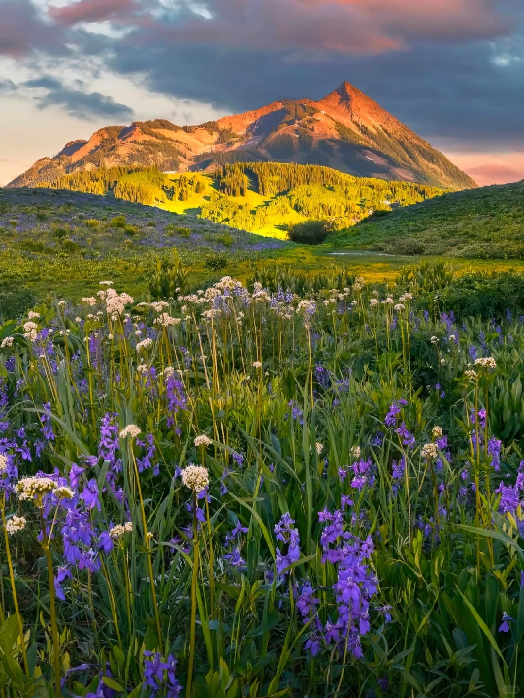 💐 Colorado! Exploring the "Wildflower Capital" of the Rocky Mountains