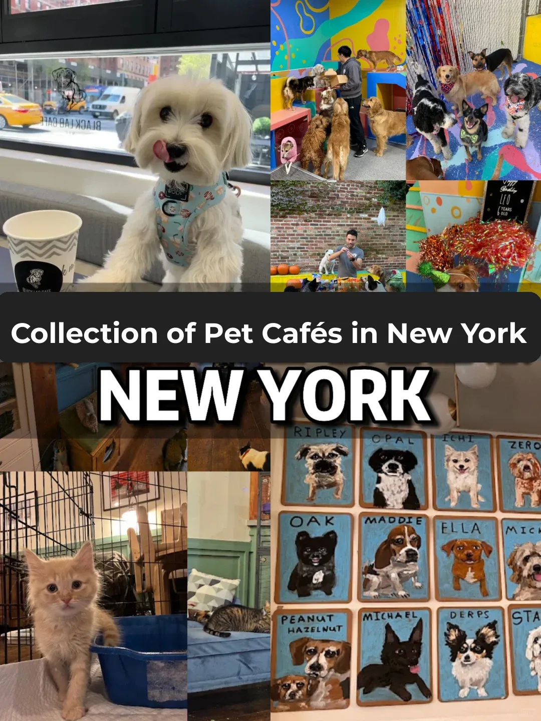 Top Weekend Spots in NYC: 8 Cozy Pet Cafés for Ultimate Relaxation ☕