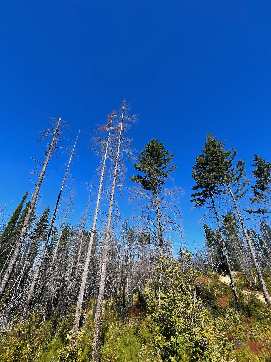 Big Basin Park Reborn: A Hiking Guide to the Bay Area