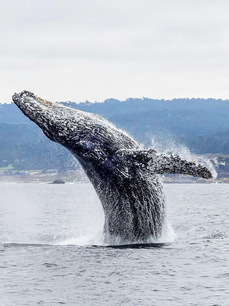 Monterey Whale Watching Guide | A Prime Spot Guaranteed for Whale Sightings