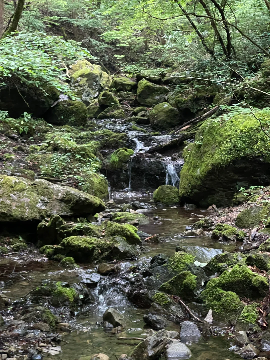 Tokyo Day Trip | Exploring the Okutama Mitake Valley, an Adventure in Matcha and Raw Chocolate