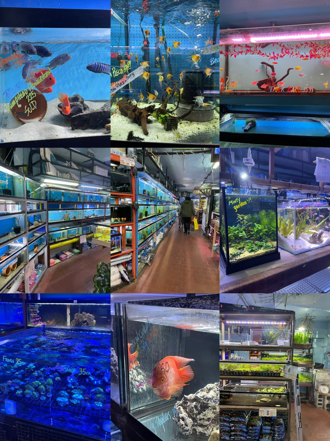 NYC | Hidden Gem for Fish Enthusiasts: Pacific Aquarium