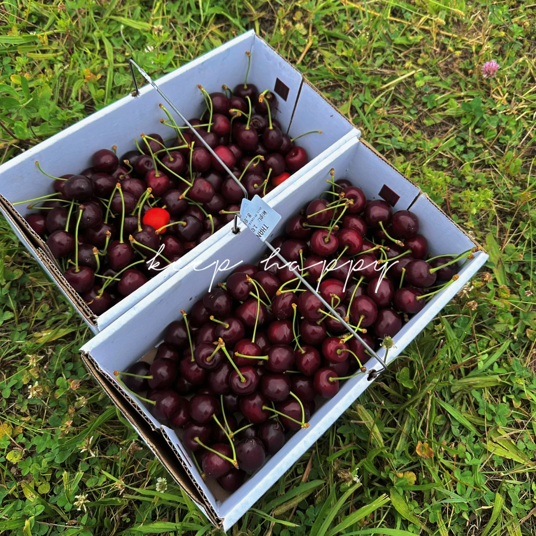 Around New York | Cherry Picking at Local Farms 🍒