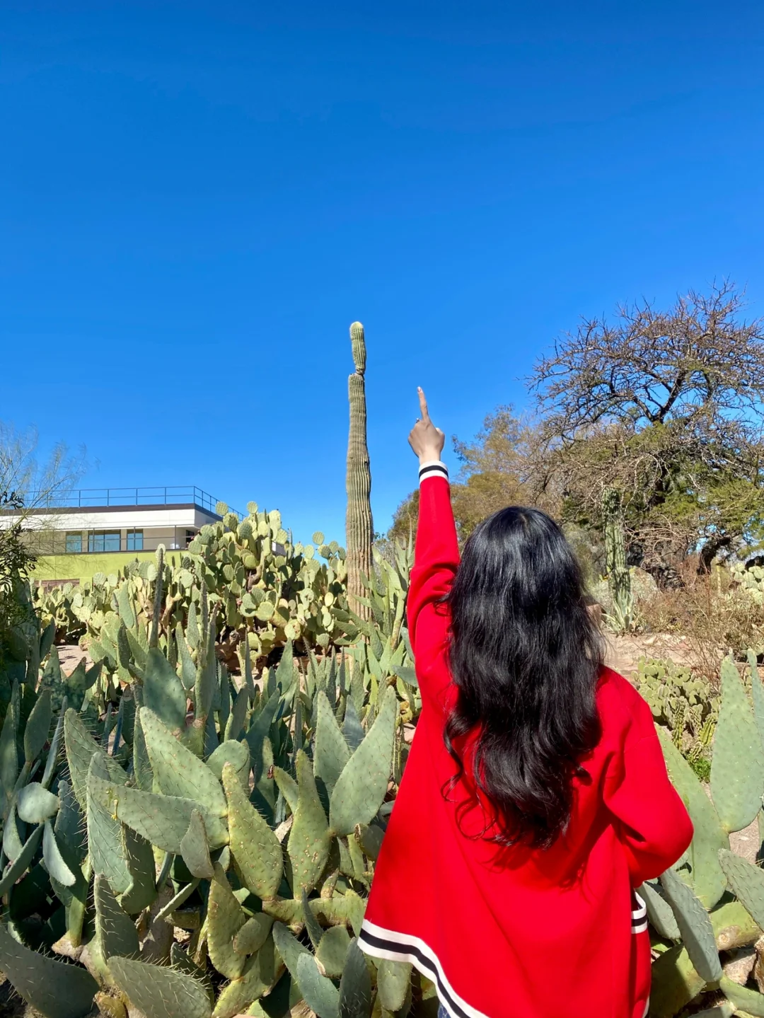 🌵 Nevada's Giant Cactus Garden in Las Vegas 🌵