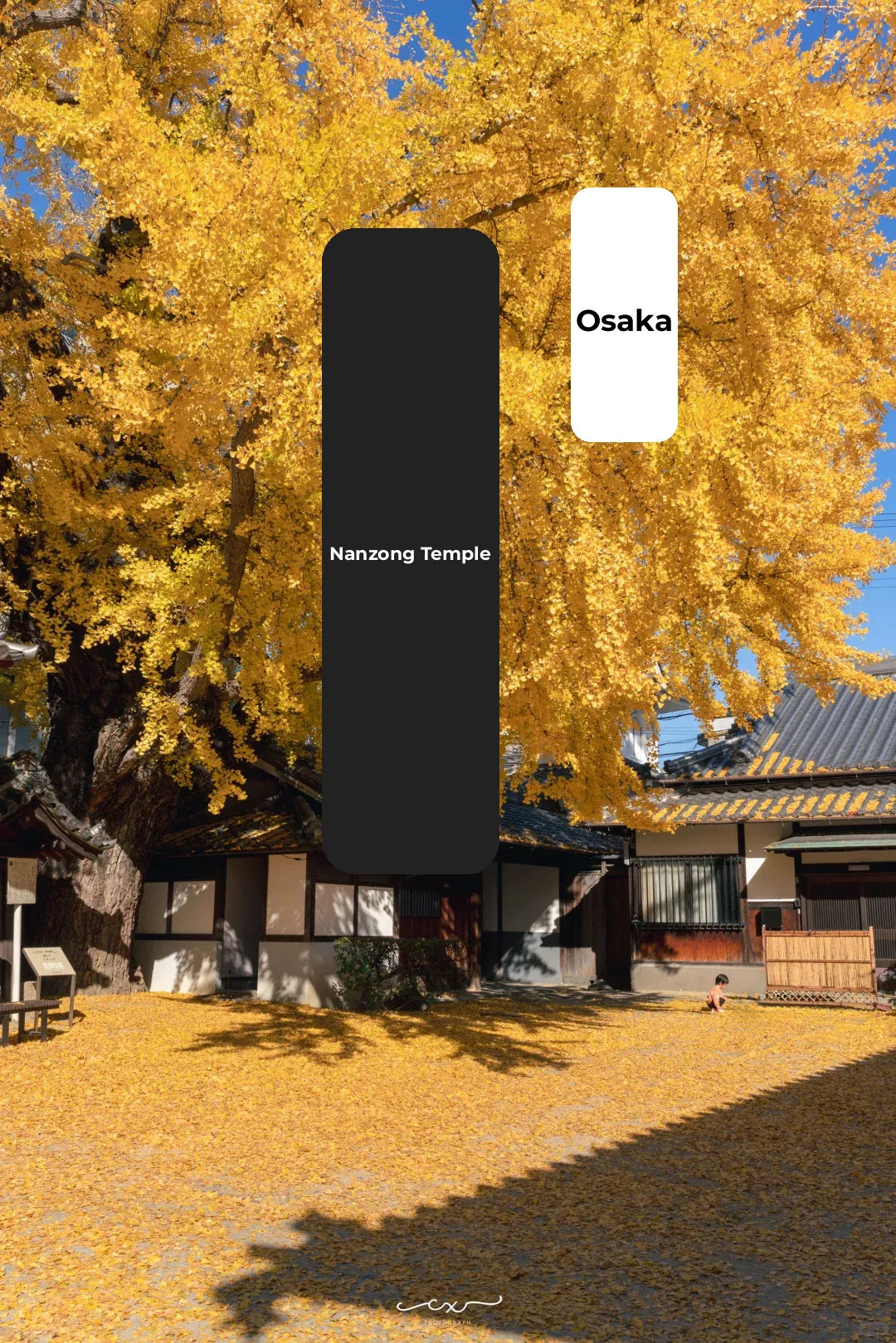 Japan Ginkgo Map • Nansouji Temple, Osaka | Guide
