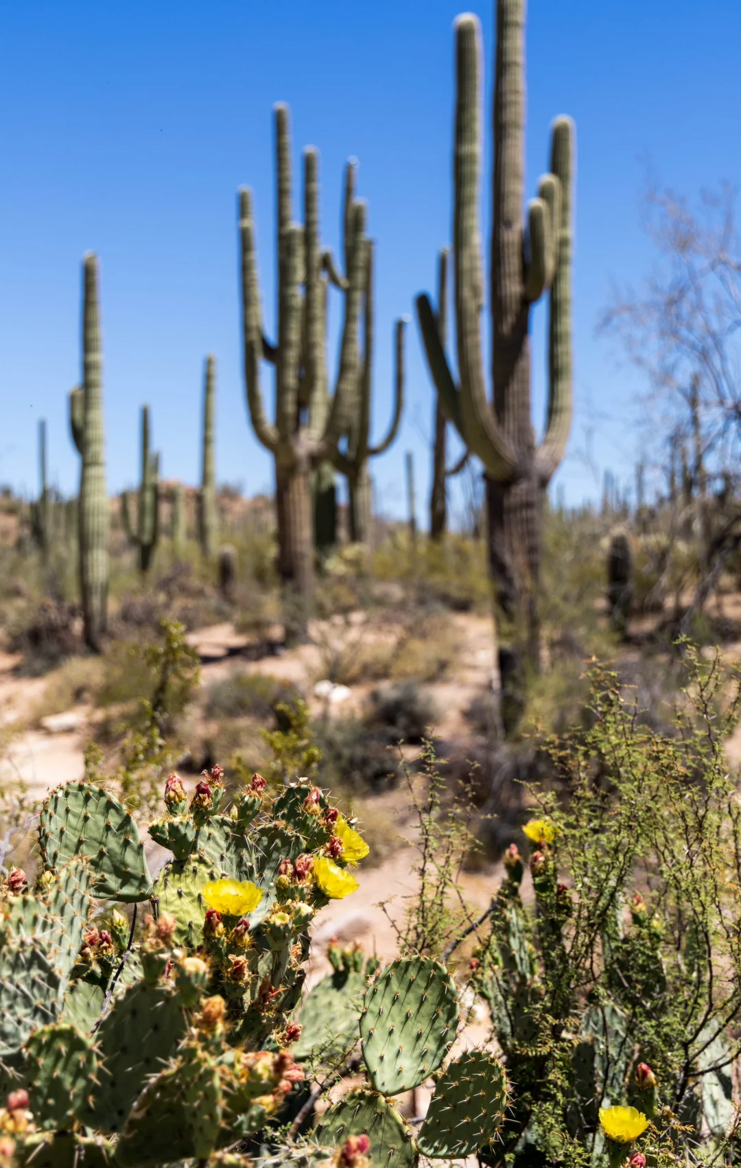 Travel | Spring 2024: A Day Trip Around Tucson, Arizona