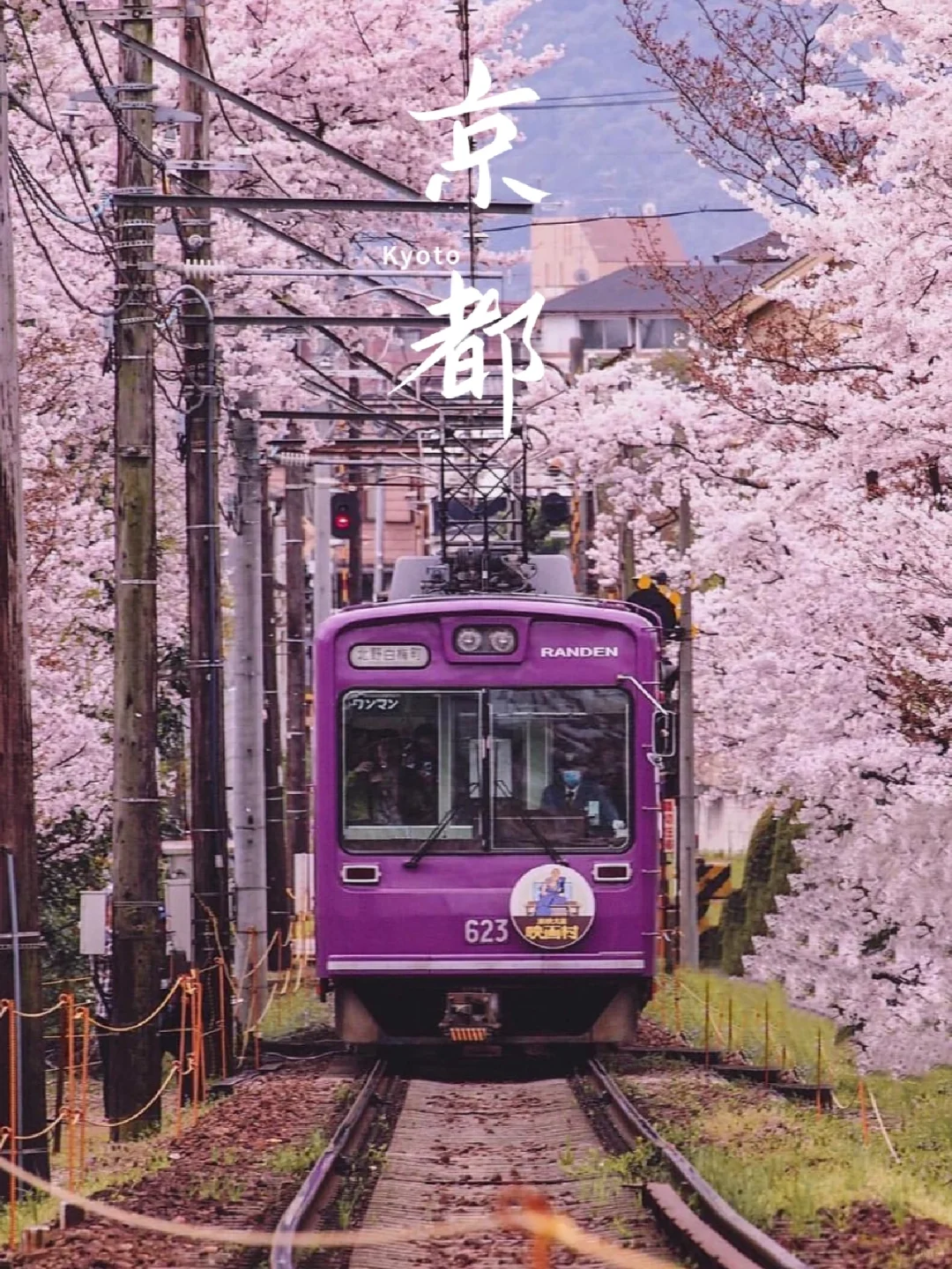 Cherry Blossoms in Kyoto 🌸, How Could You Miss the "Arashiyama Electric Railway" Tram 🚃!!