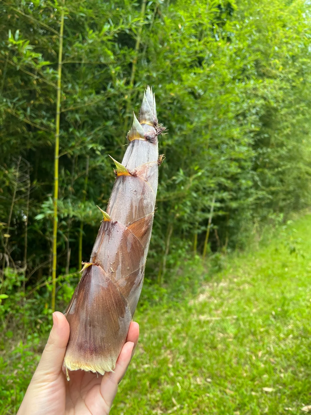 Atlanta: Fresh Bamboo Shoots Every Year
