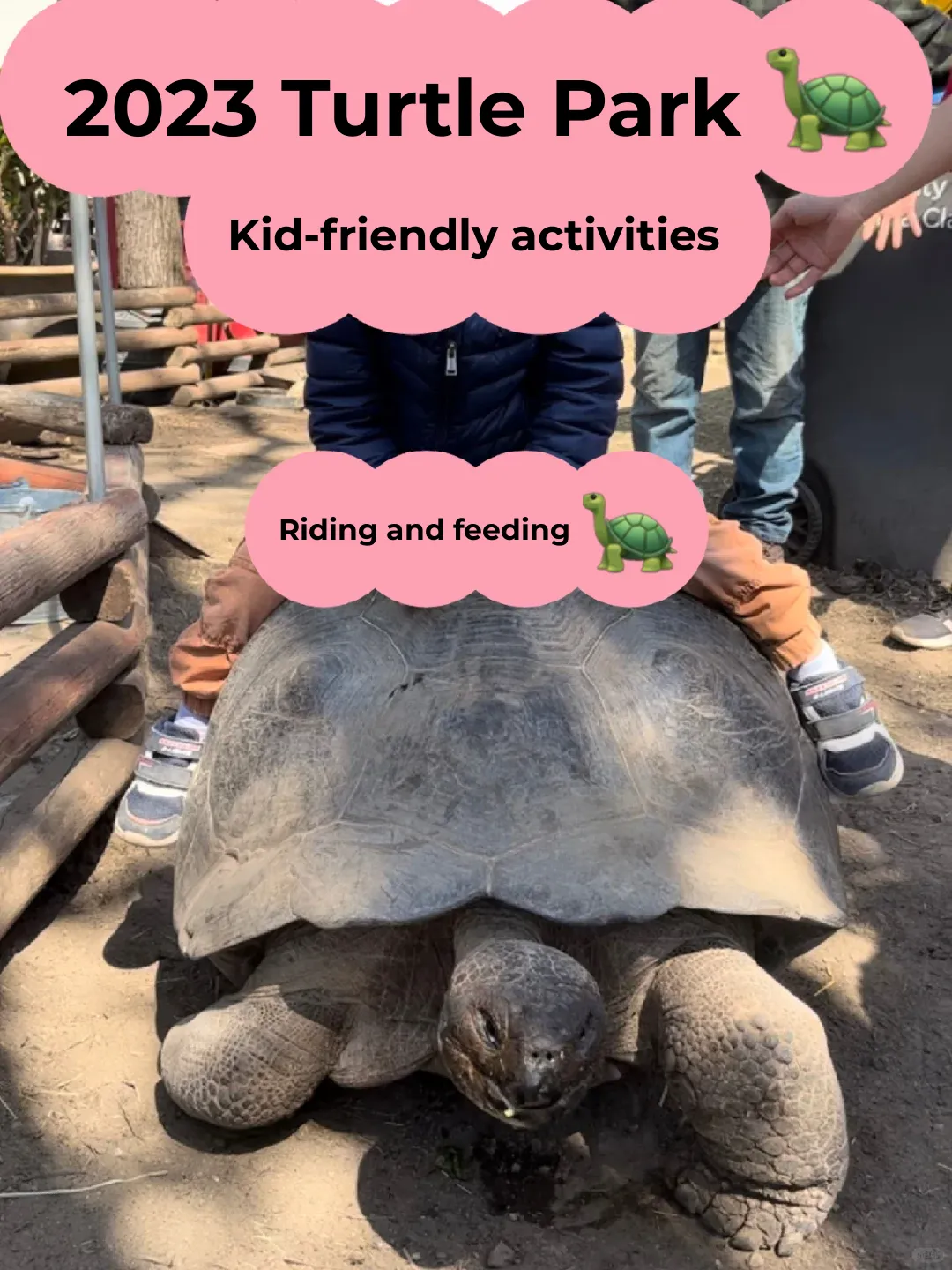 2023 Turtle Park 🐢 Family Fun Day: Booking & Group Guide
