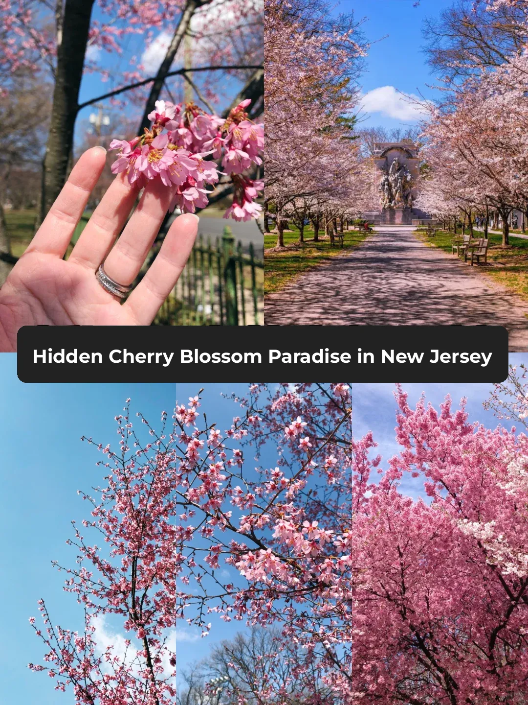 Can't Keep It a Secret Anymore ✨ These Spots in New Jersey Have Cherry Blossoms So Stunning They'll Take Your Breath Away 🌸