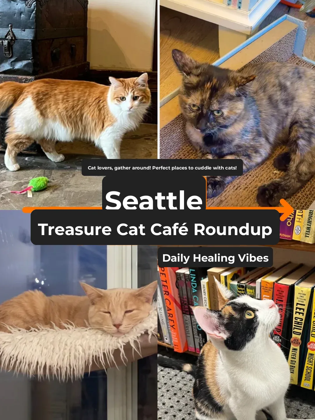 You Can't Miss This: Seattle's Cat Café Is Absolutely Awesome...