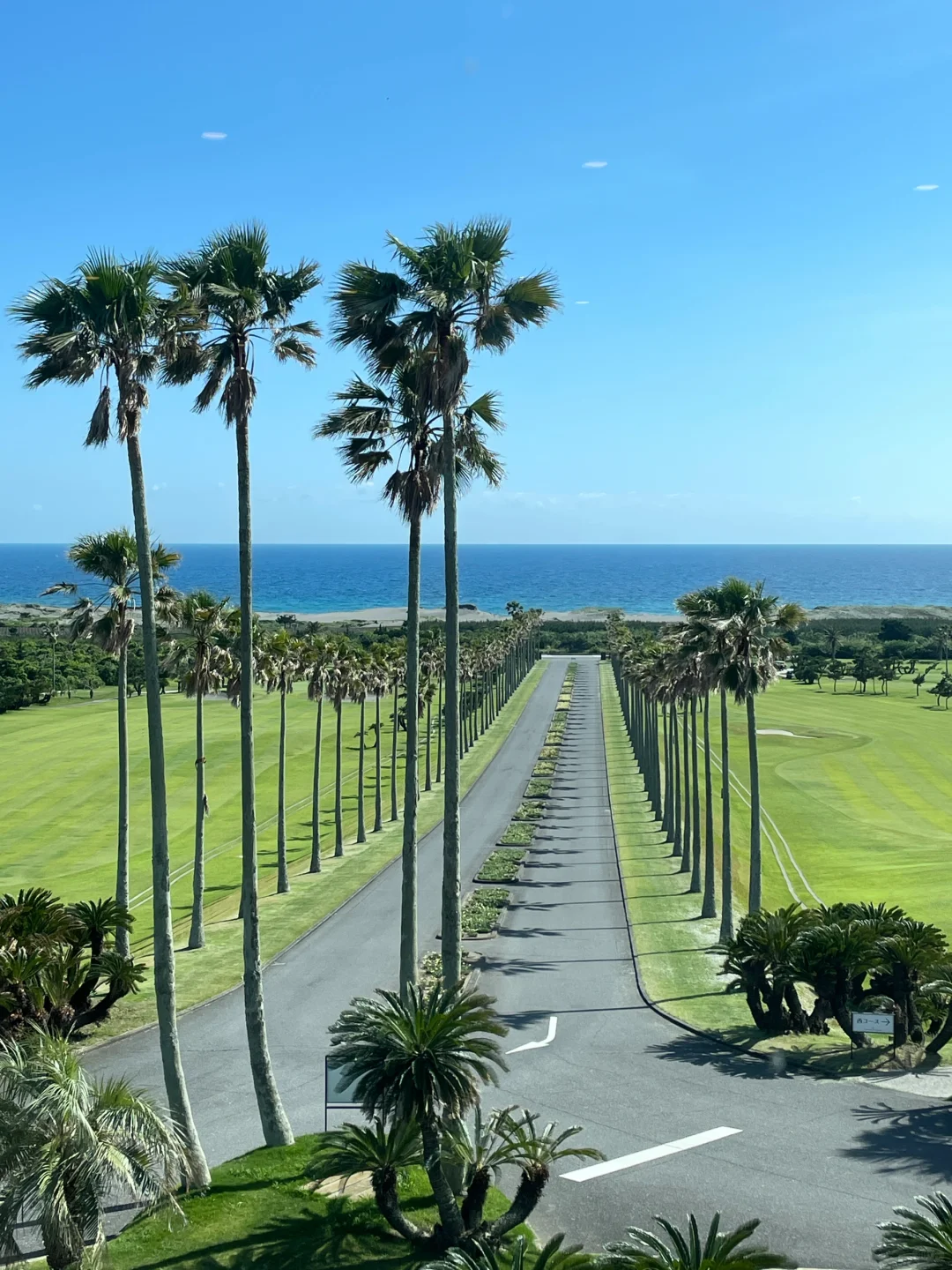 🇯🇵 Regretting I Just Discovered Chiba's Endless Palm Groves and Coastline