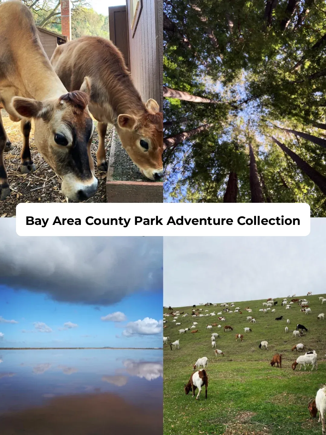 Weekend in the Bay Area | Santa Clara County Park Guide