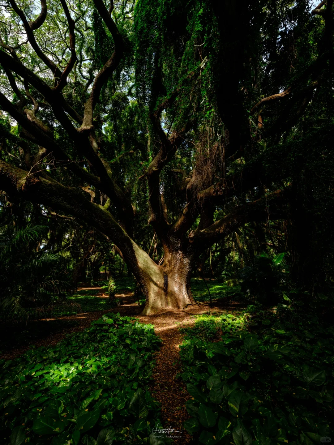 Banyan Tree in Maui, Hawaii