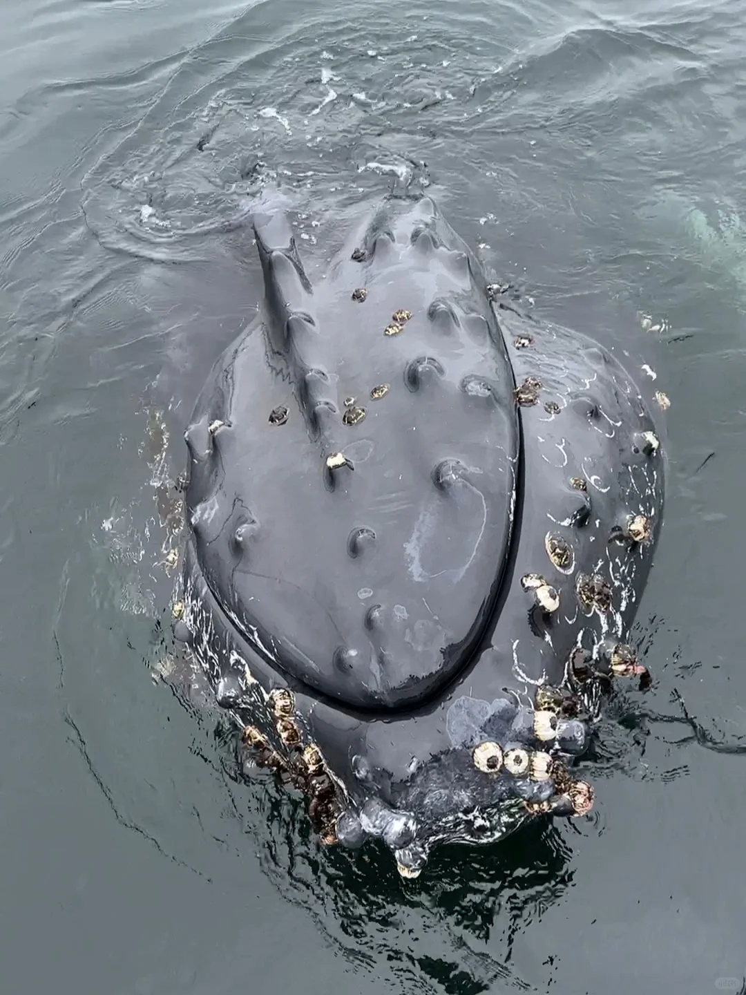 "Up Close with Humpback Whales #WhaleWatching #California #Monterey"