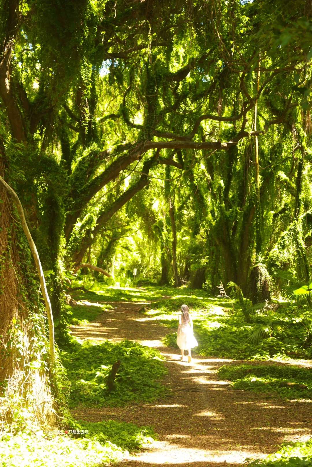 Maui丨A Glowing, Untamed Jungle 🌳