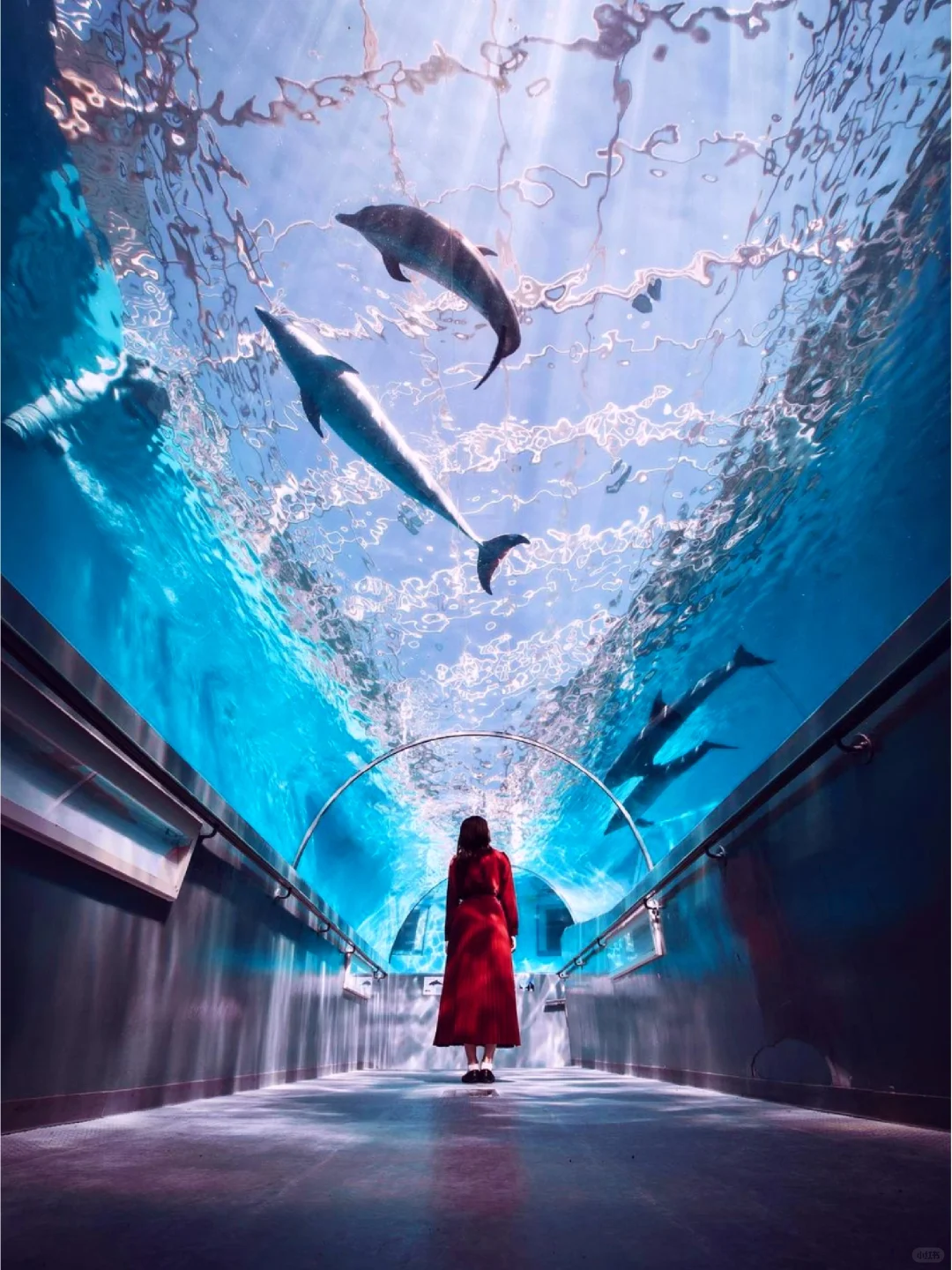 Whale-tastic Museum in Wakayama, Japan 🐳 – Must-Visit Tunnel for Epic Photo Ops!