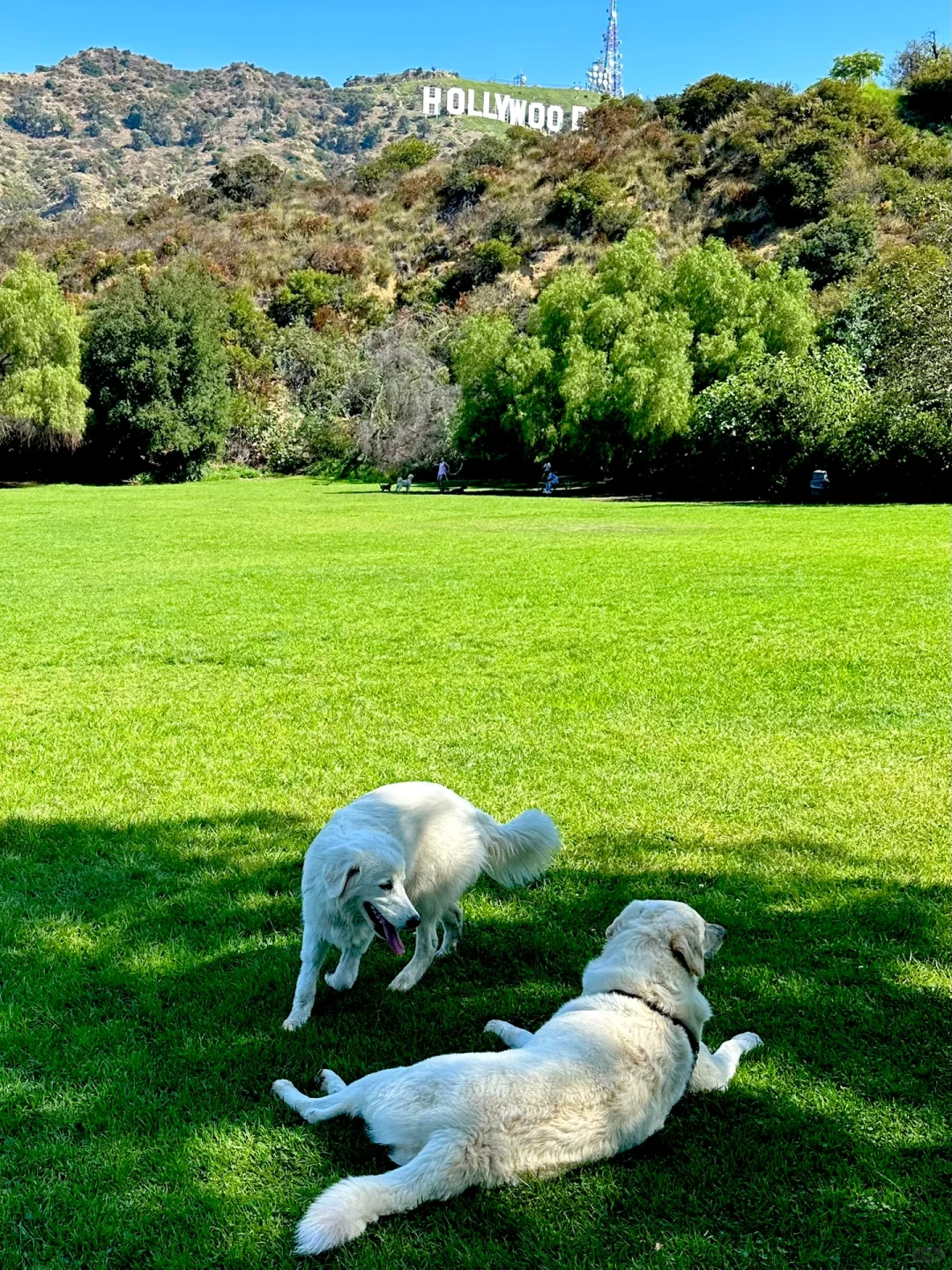 🇺🇸 Sharing Three Must-Visit Hollywood Sign Spots ⛰️🦮