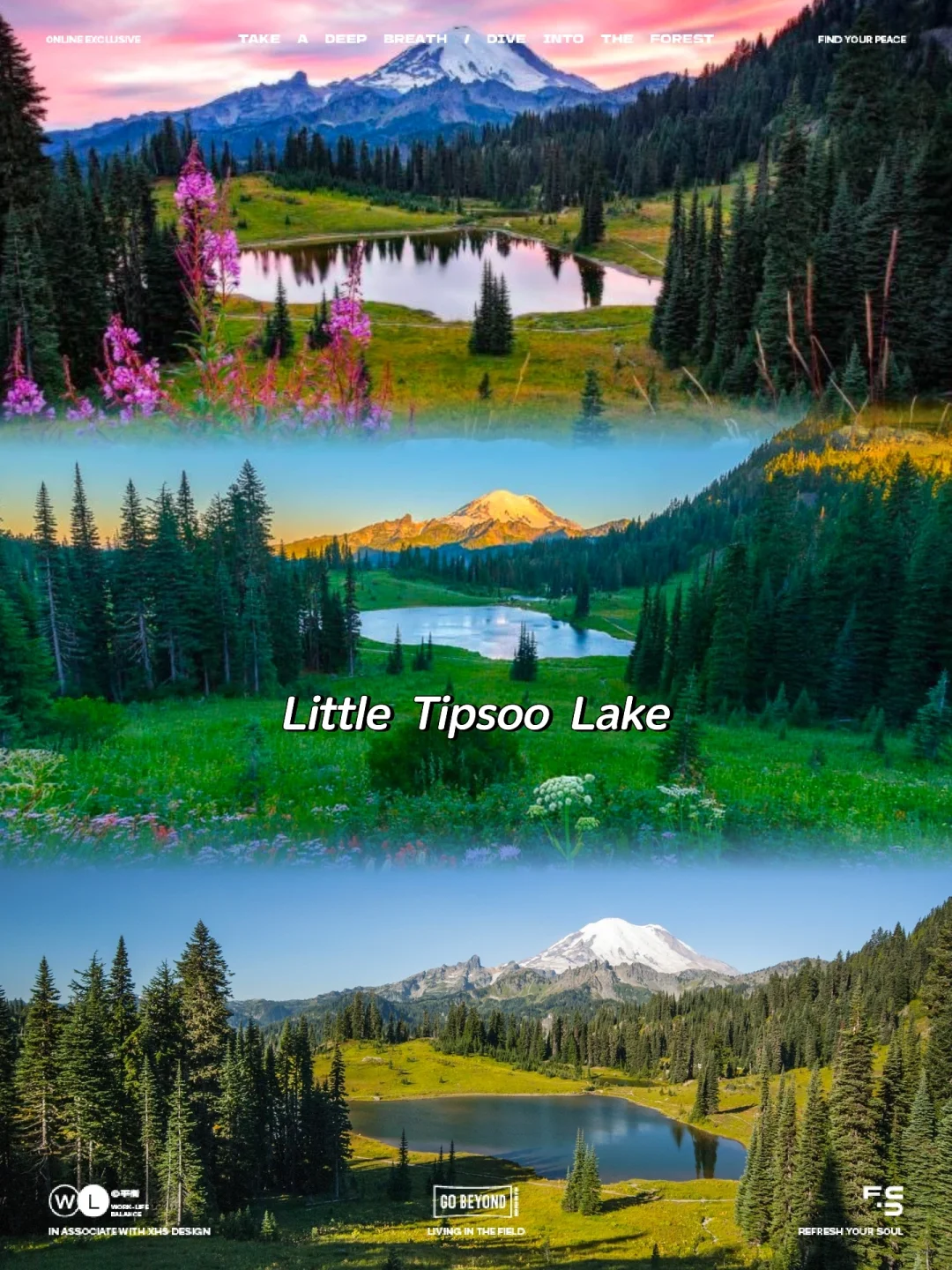 🏔️ No Hiking Required! 5 Lazy-Friendly Spots to Enjoy Mount Rainier! ❄️