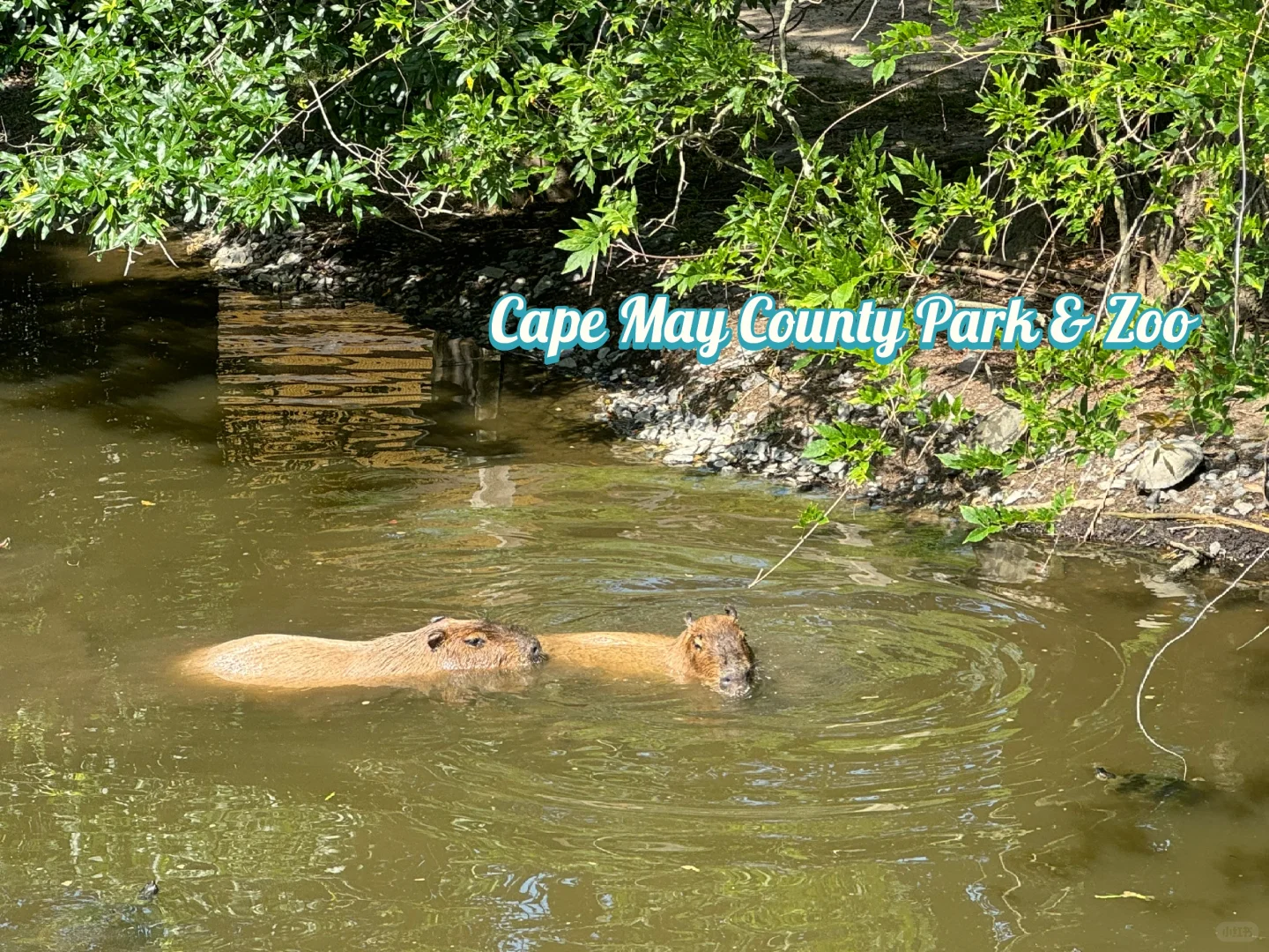 Philadelphia ➡️ Cape May & Wildwood: A 3-Day, 2-Night Getaway