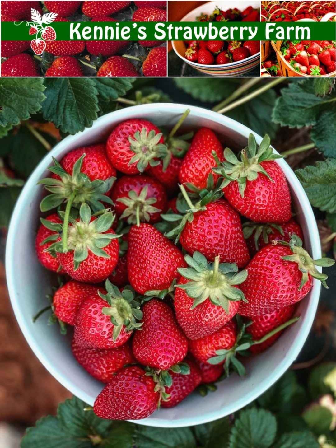 2024 San Diego Fruit Picking Guide 🍇🍊🍎🍓