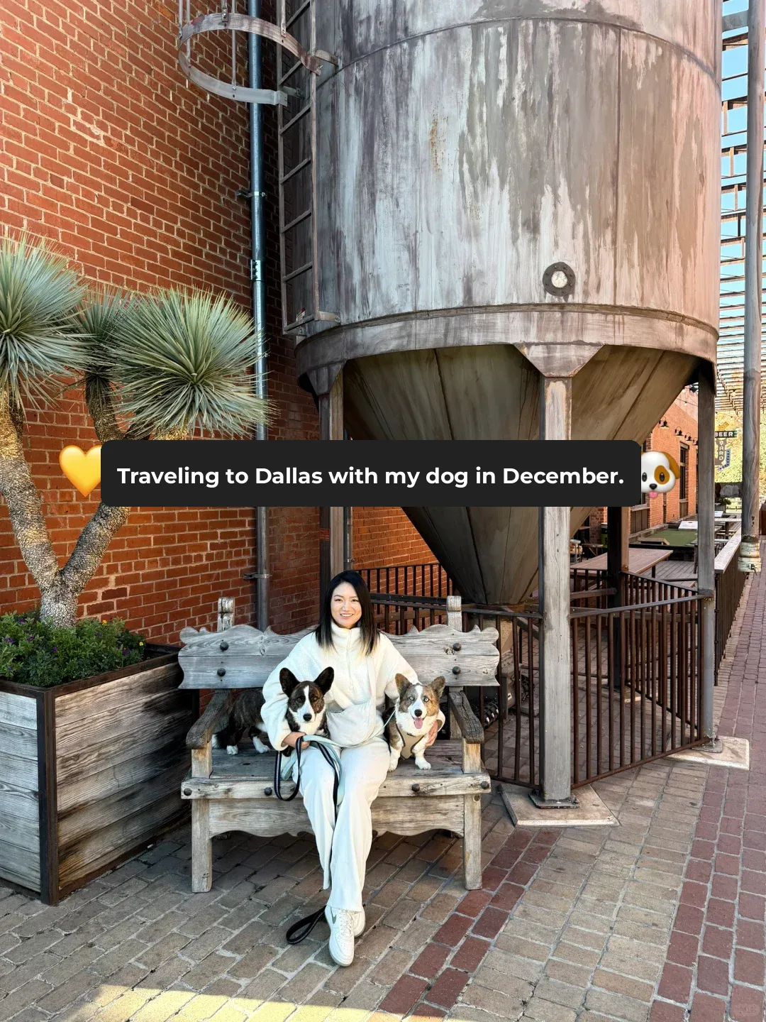 Ultimate Guide to a One-Day Dog-Friendly Trip in Dallas