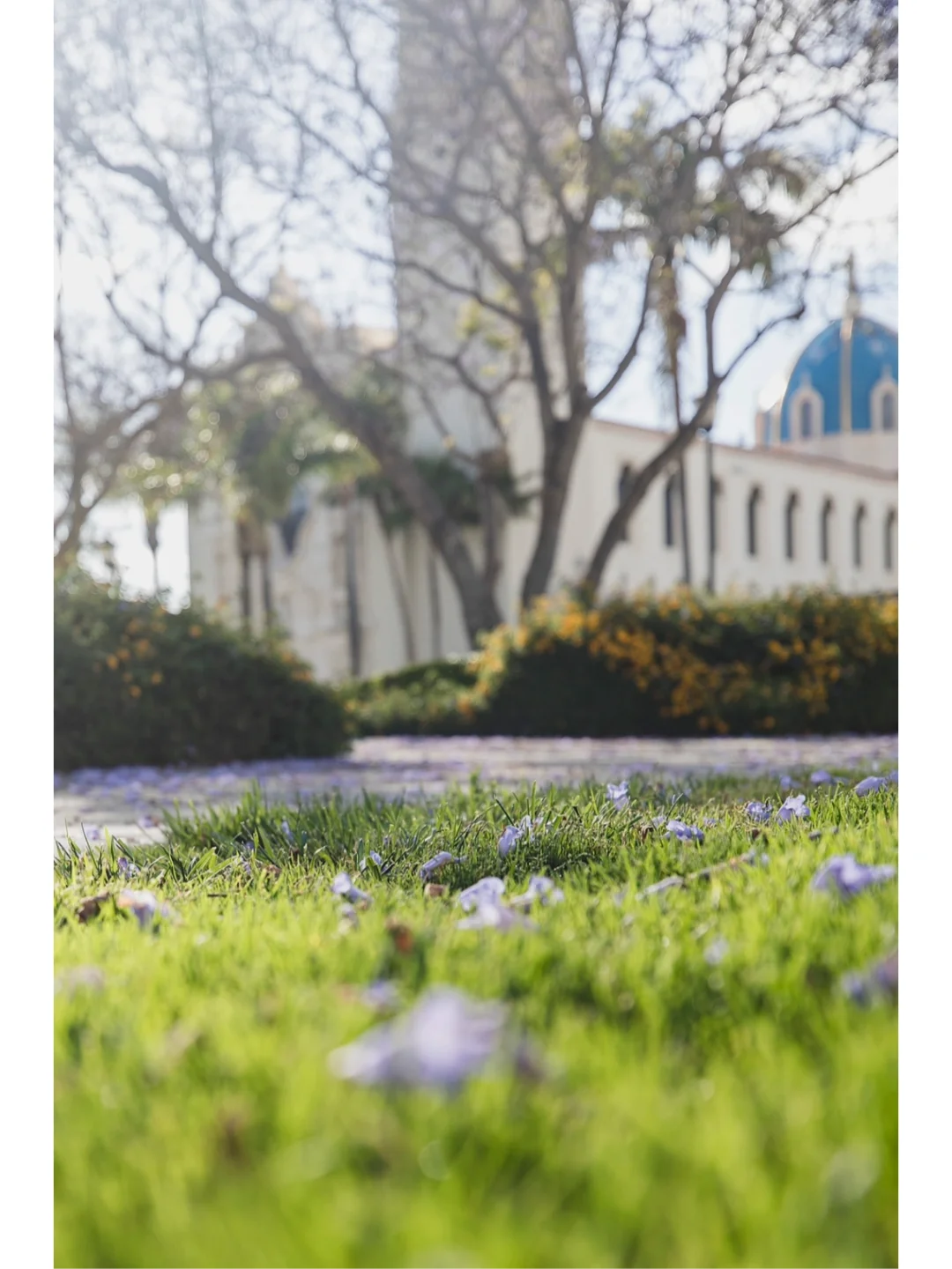 🏫 Most Beautiful University Campus in the U.S. | University of San Diego (USD)