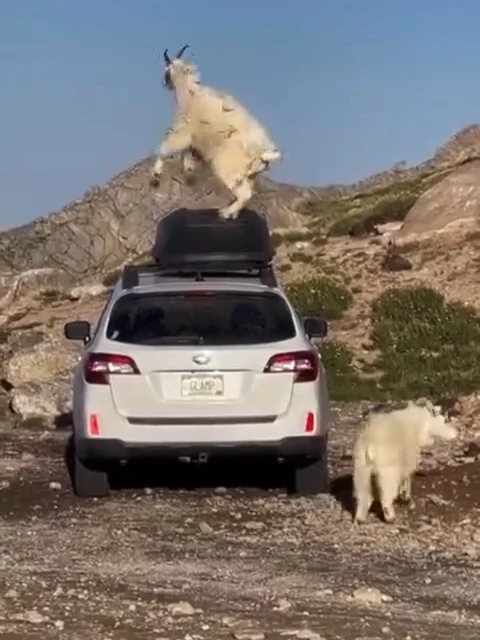 Mount Blue Sky is Closing Soon❗️❗️