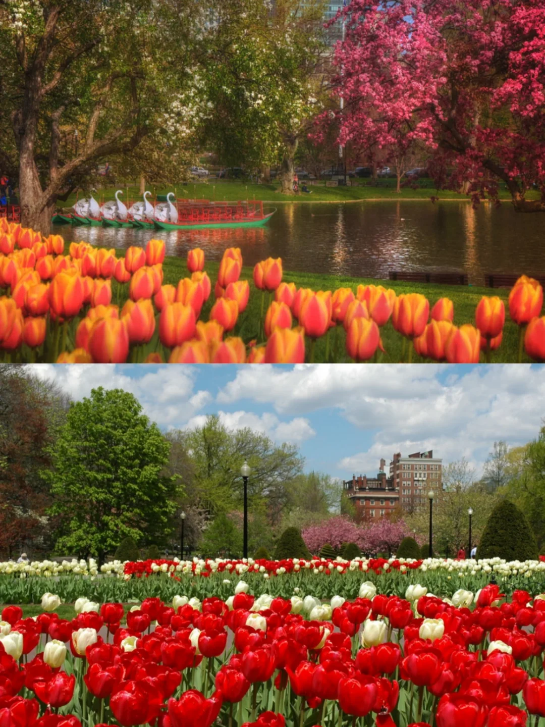10 Best Spots for Spring Flower Viewing Near Boston 🌸