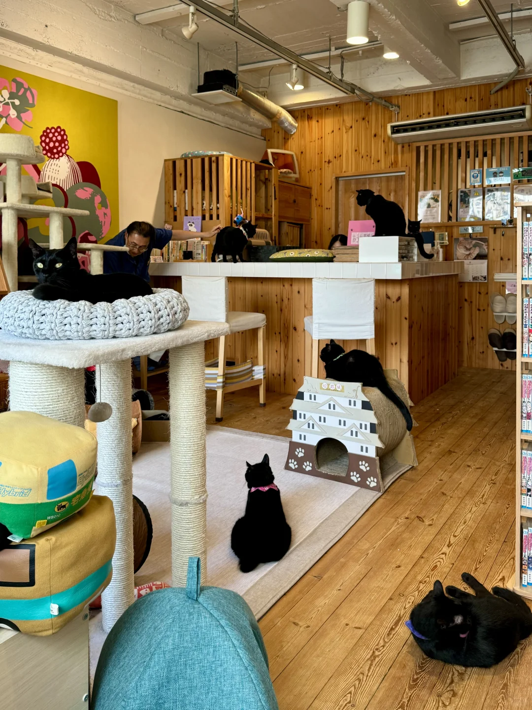 🇯🇵 Around Osaka! The Only "Black Cat" Café in All of Japan ☕
