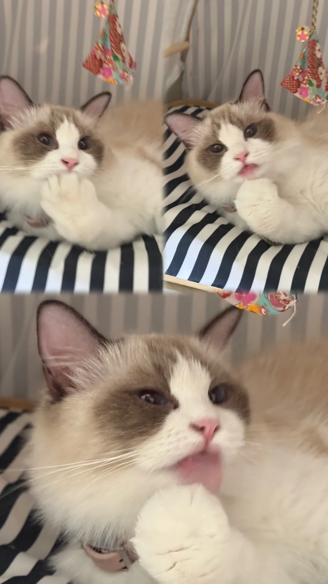 Great Spots in Salt Lake City: Cat Café is Here!