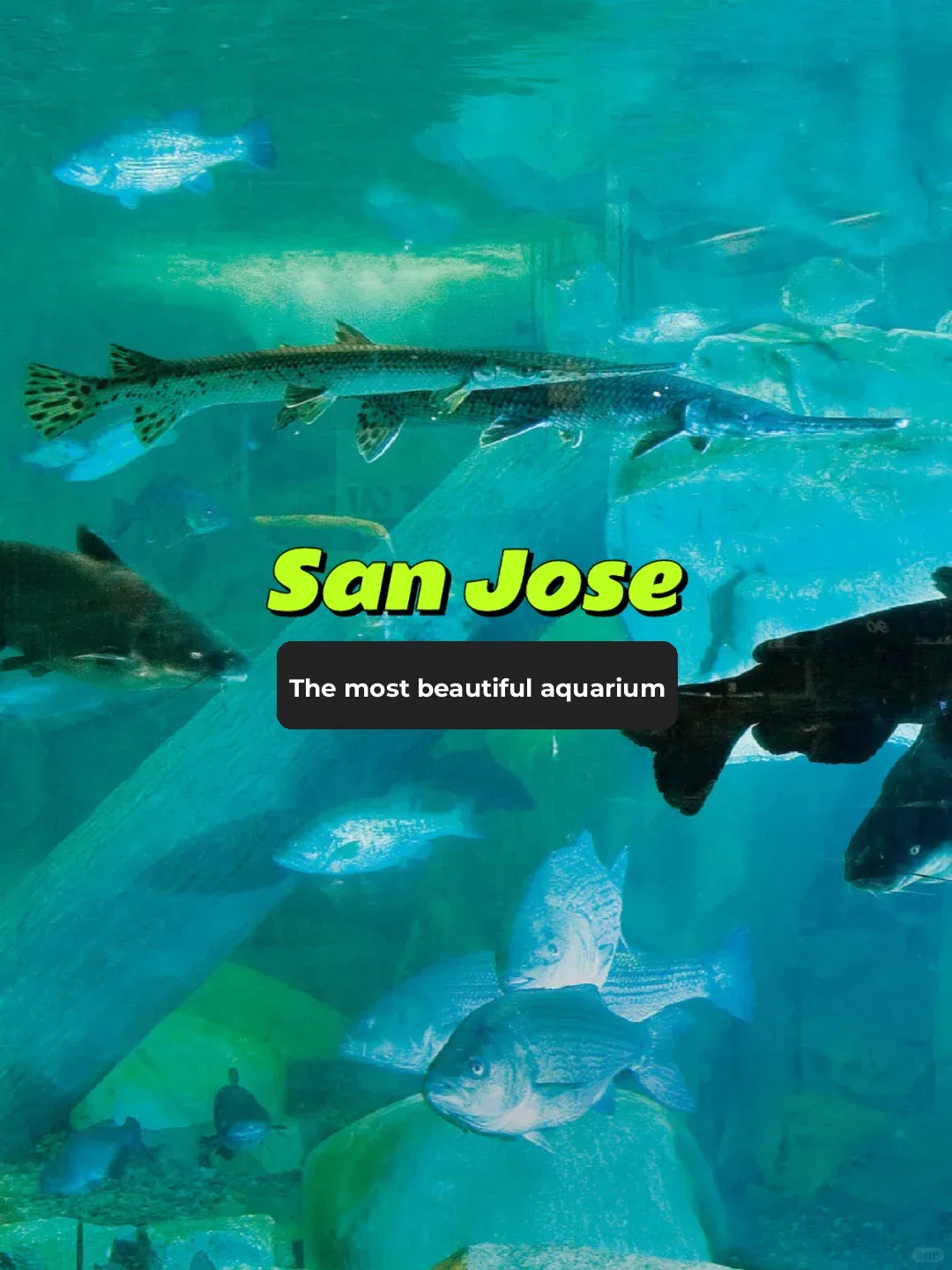 San Jose's Most Stunning Aquarium—You Can't Miss This!