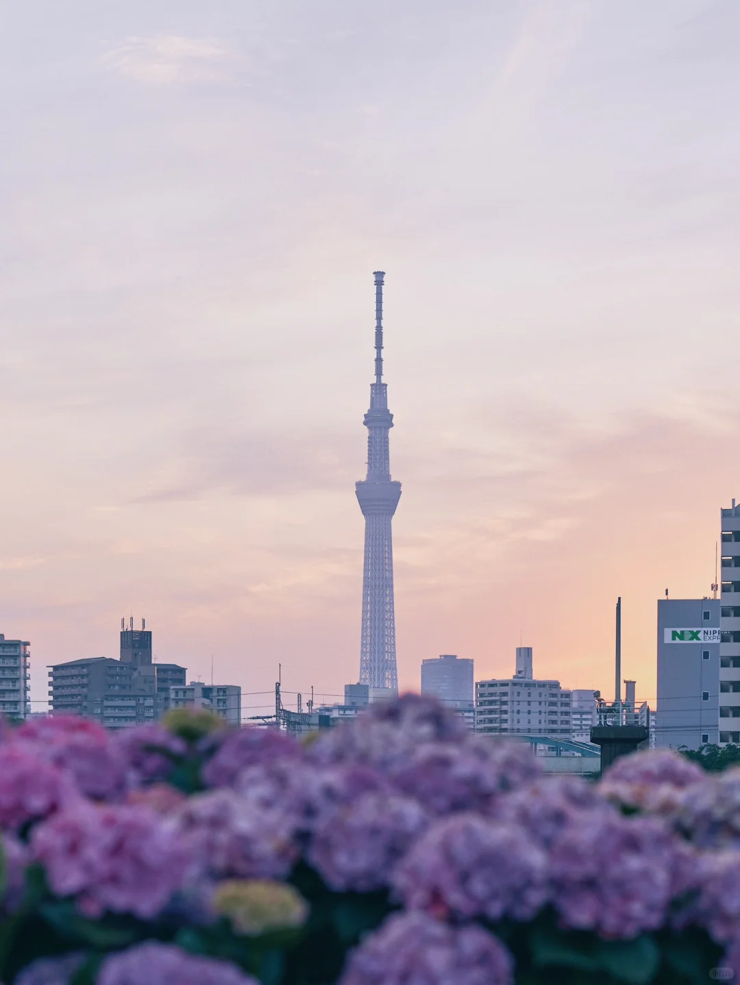 Hydrangeas, Sunsets, and Skytree ☁️