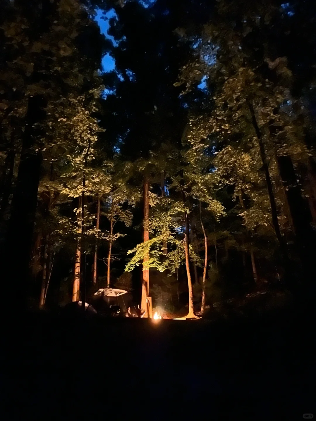 Which Georgia Campground Takes the Crown? — State Parks Are the Spot!