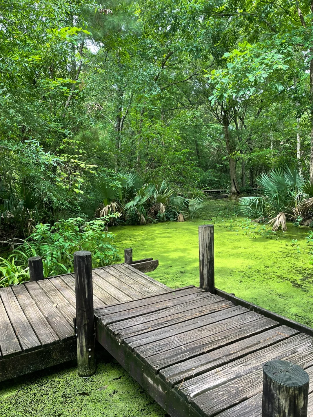 Houston｜Not a Hint of Autumn in Sight