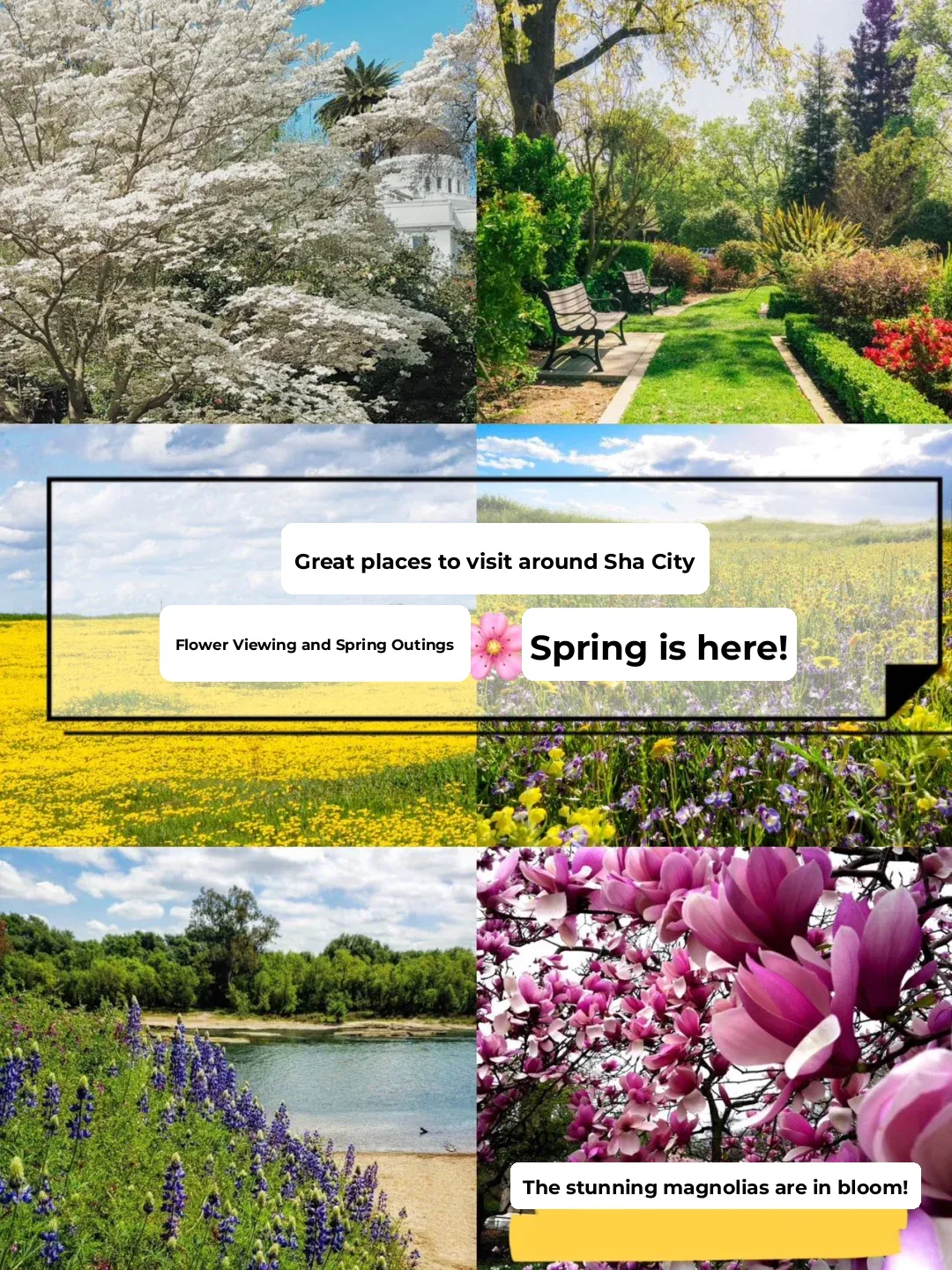 Great Spots Around Sand City | Spring Blossom Season🌸Spring is Here!
