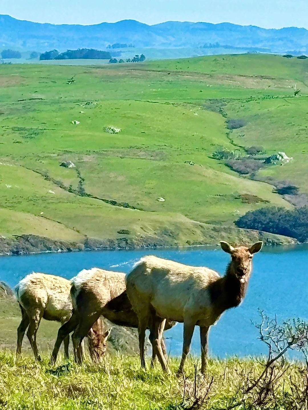 Trail Recommendation｜Is This One of the Top Hiking Spots in the Bay Area?