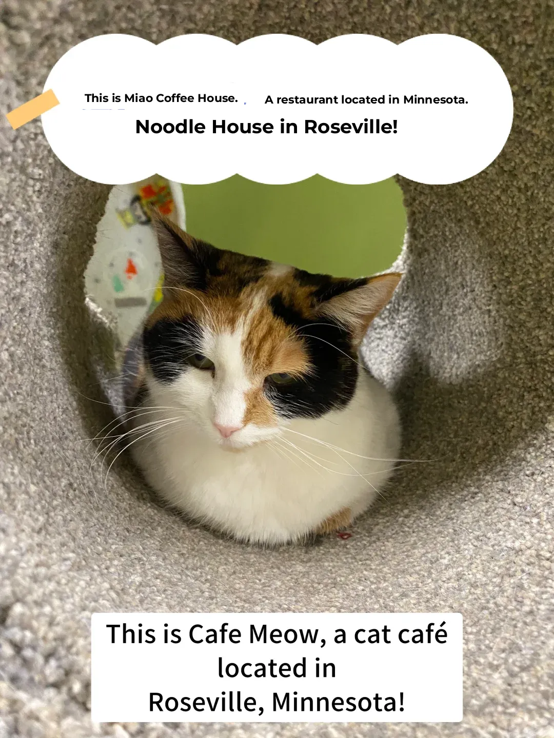 Minnesota Cat Cafés: MN's Feline-Friendly Spots