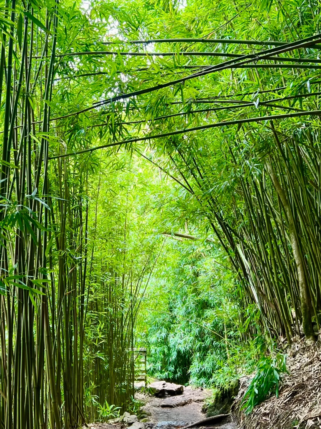 Maui Diary 2 | The Most Beautiful Bamboo Forest Hike on the Road to Hana