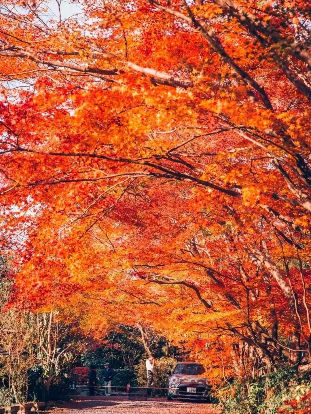 2024 Japan Fall Foliage Guide 🍁 Peak Viewing Dates & Locations, All You Need to Know