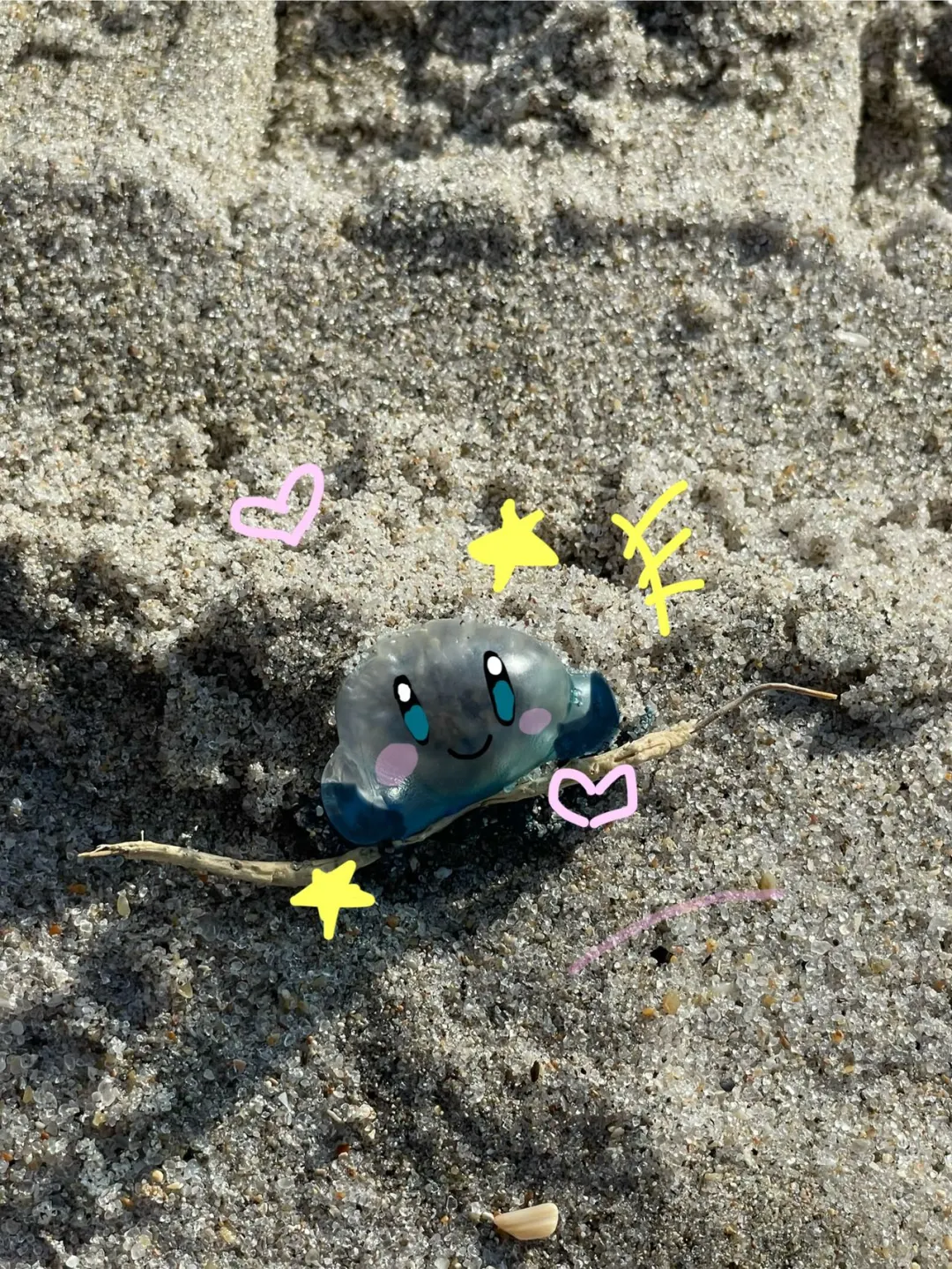 Be Cautious of Portuguese Man o' War When Visiting Miami Lately