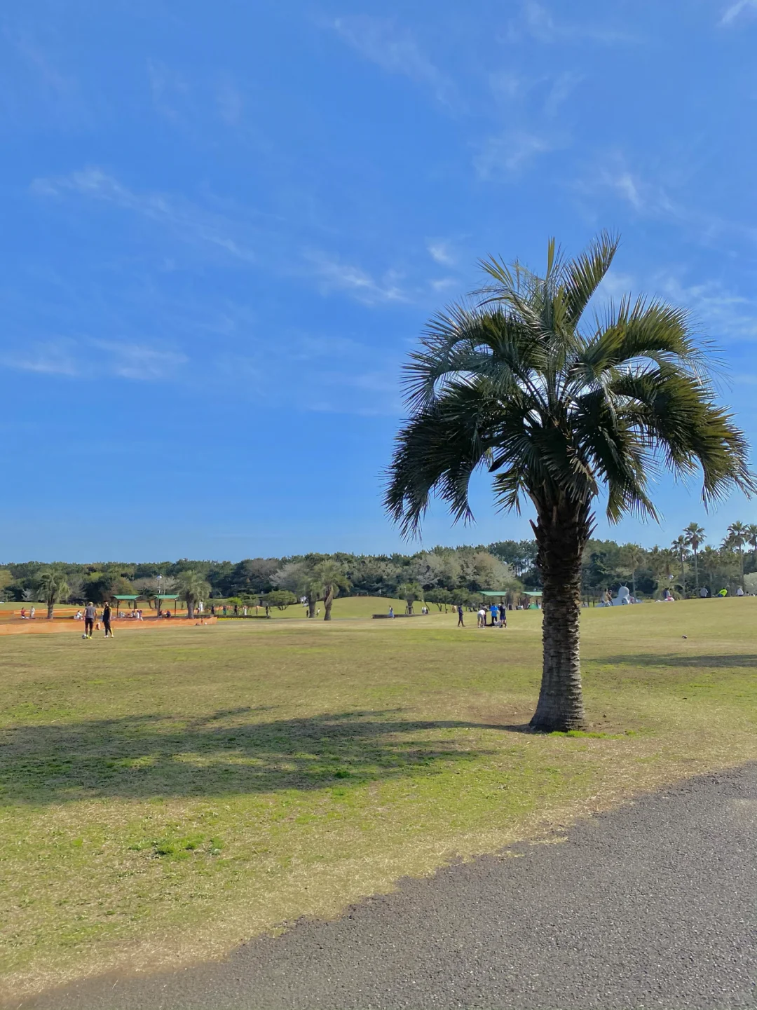 Tsujido Seaside Park: Tokyo's Little Hawaii Just 1 Hour from Shinjuku