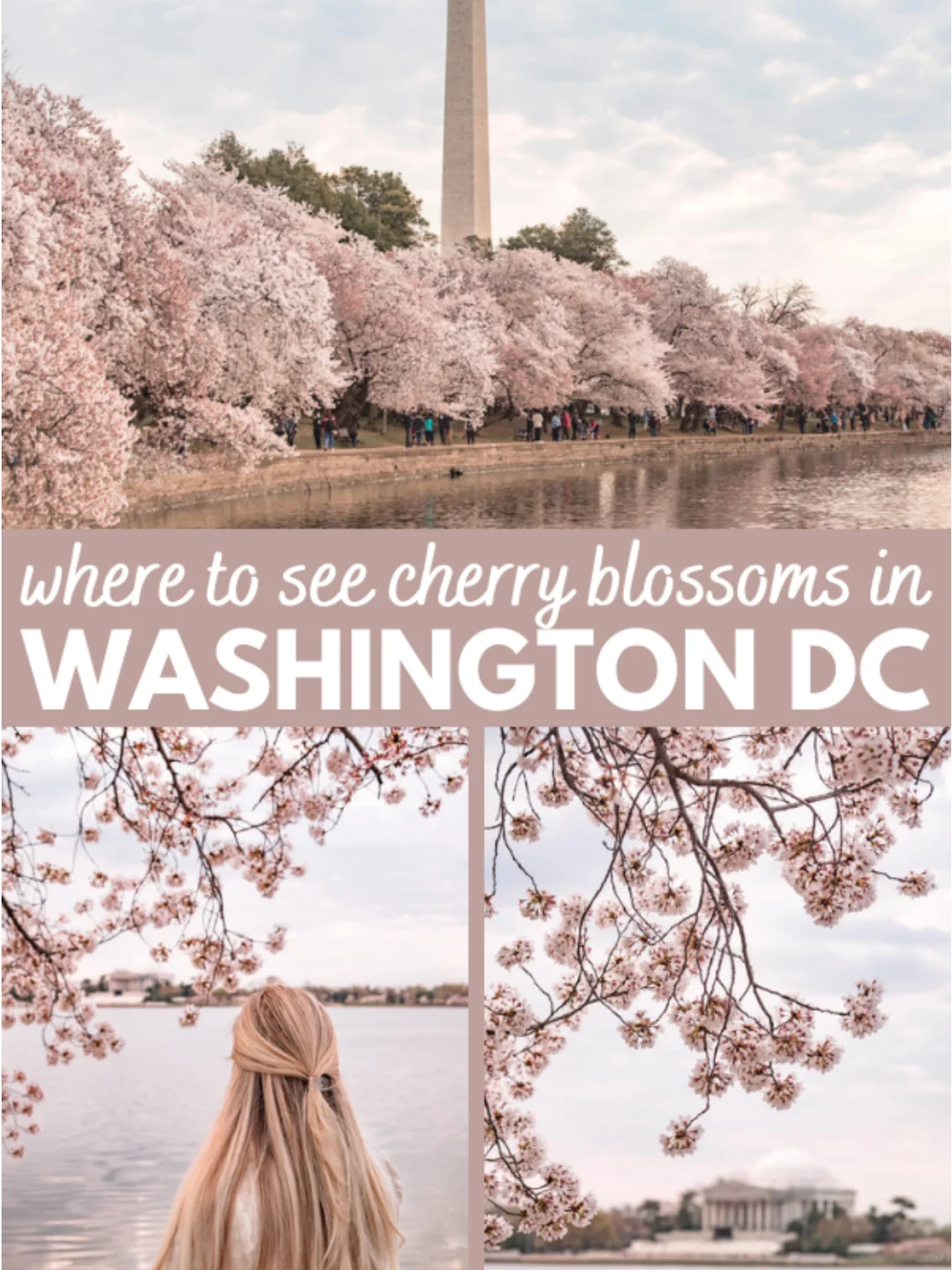 "Guide to Encountering DC's Most Beautiful Cherry Blossoms | Join Us for a Cherry Blossom Rendezvous 🌸"