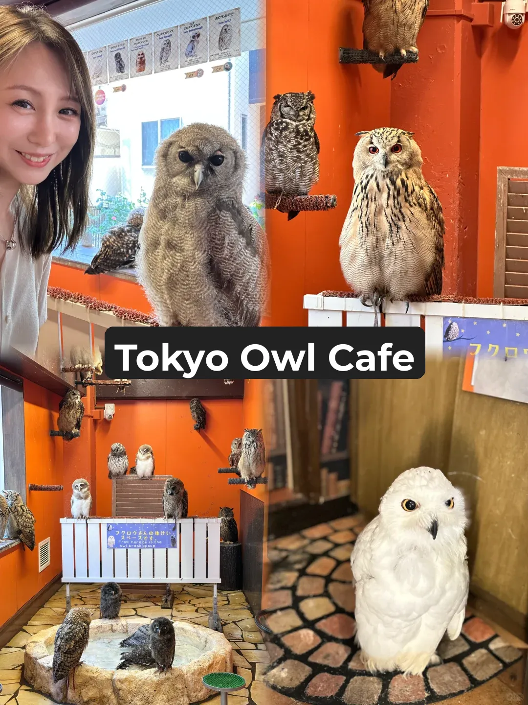 Super Cute Owl Café in Tokyo 🦉