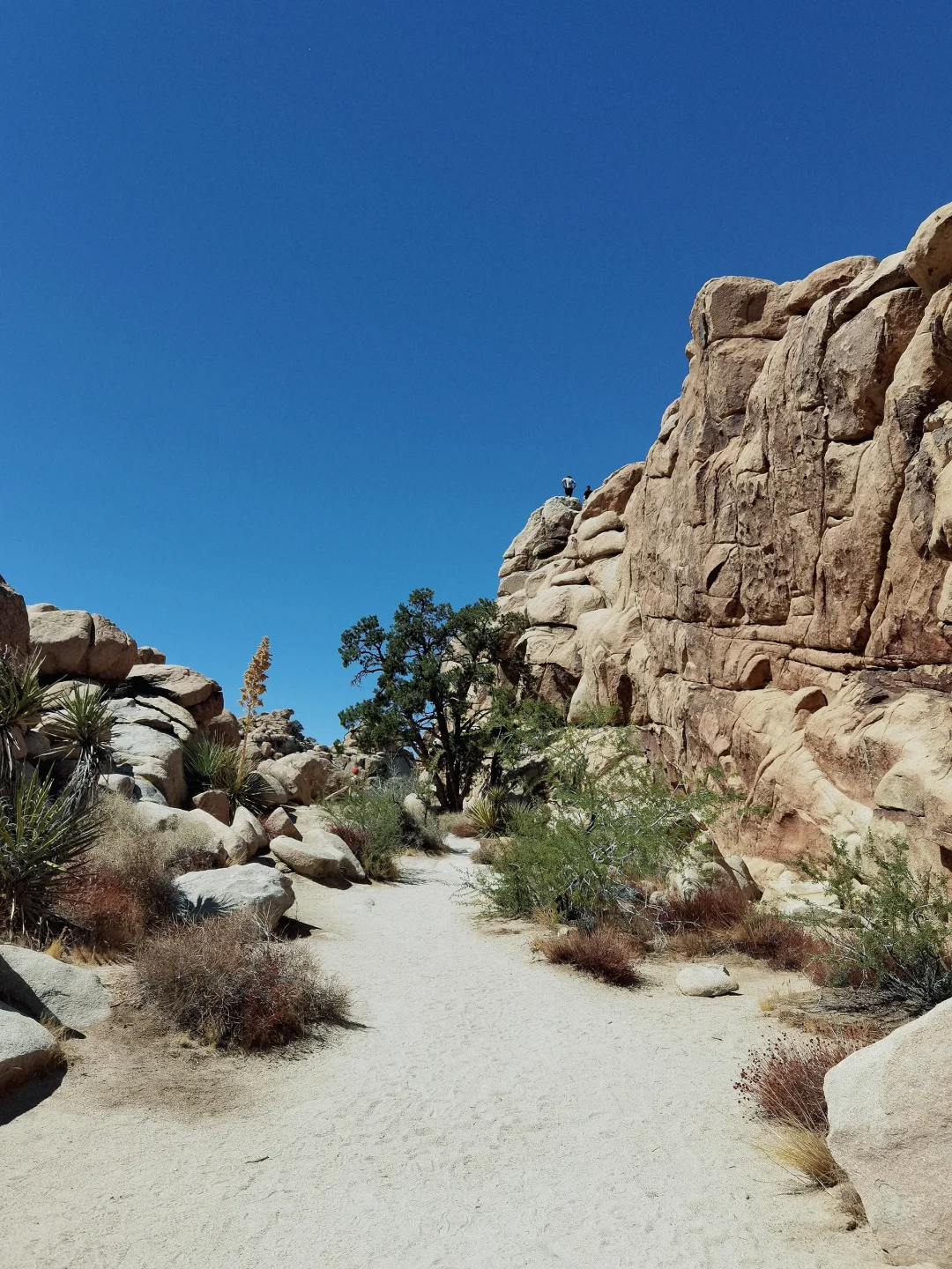 Exploring Joshua Tree National Park in One Day