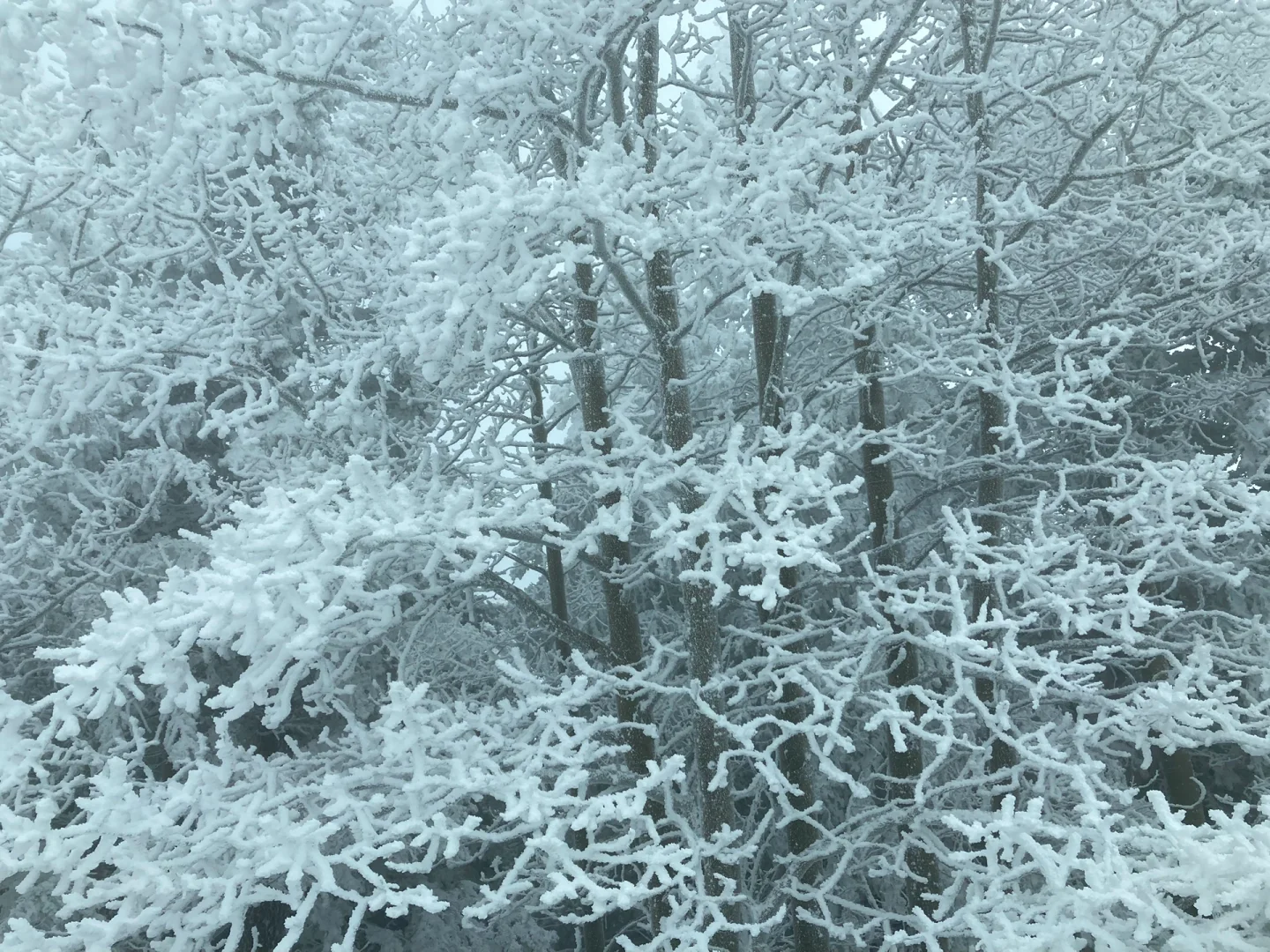 Ski Buddies in Wilmont, Chicago