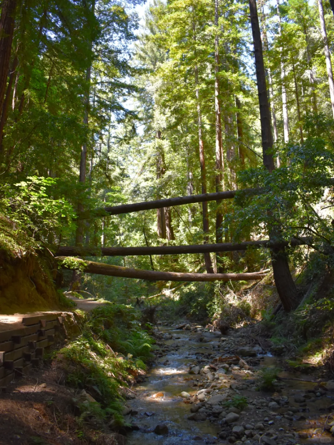 【Bay Area Hike】The Light and Shadow of the Redwood Forest 🌳📸