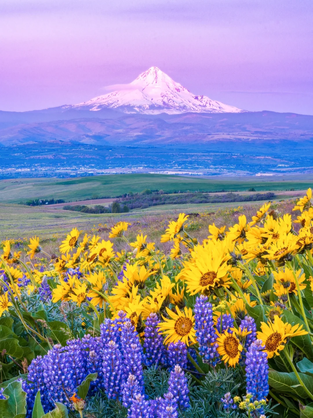 "First Wave of Spring Blooms in the Columbia River Gorge"